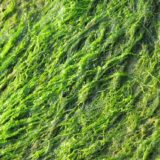 たけしの家庭の医学：内臓脂肪を減らす海藻のアカモクとは？その食べ方も大公開！