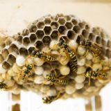 あさイチ：スズメバチに注意！猛暑で被害増加？スズメバチから身を守る方法