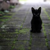 初耳学：インスタ映えのせいで捨てられる黒猫が急増中！？