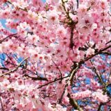 初耳学：桜味ってどんな味？