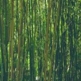 あさチャン：バンブークリア！竹と水でできた天然由来の大ヒット洗剤の紹介